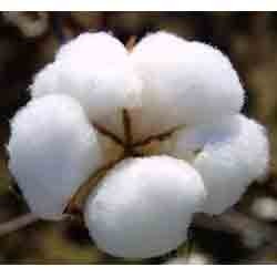 MECH 1 Raw Cotton Manufacturer Supplier Wholesale Exporter Importer Buyer Trader Retailer in Indore Madhya Pradesh India